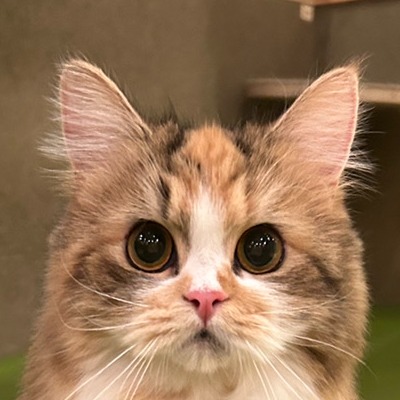 つな